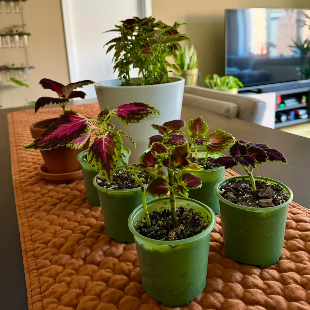 Coleus - stiklinger