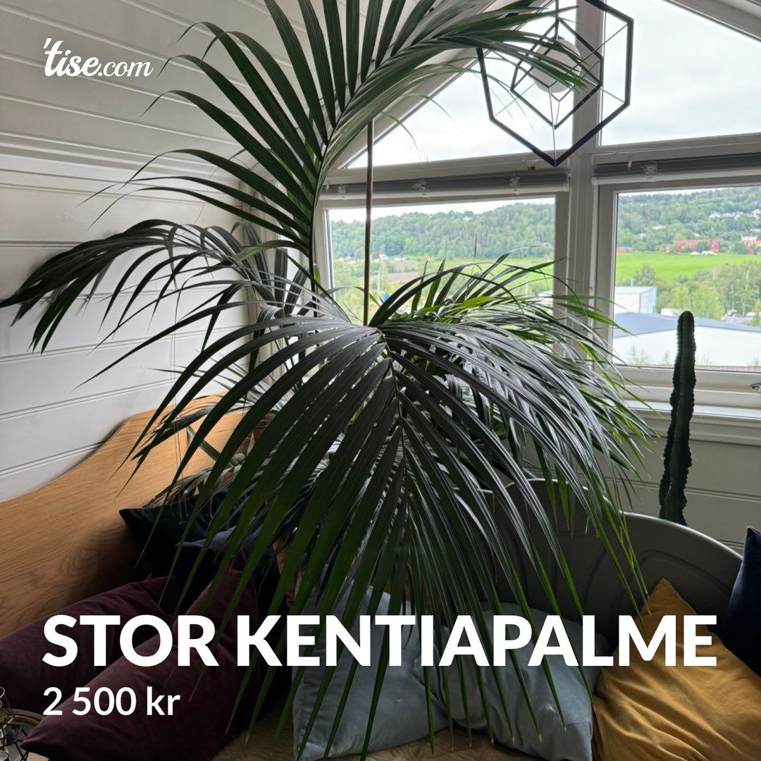 Stor kentiapalme