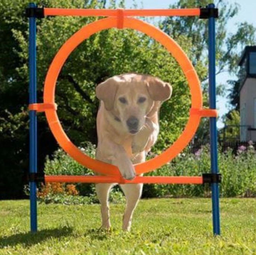 Agility hopp