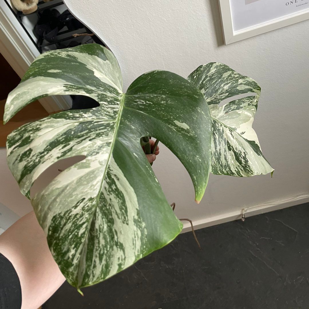 Monstera variegata