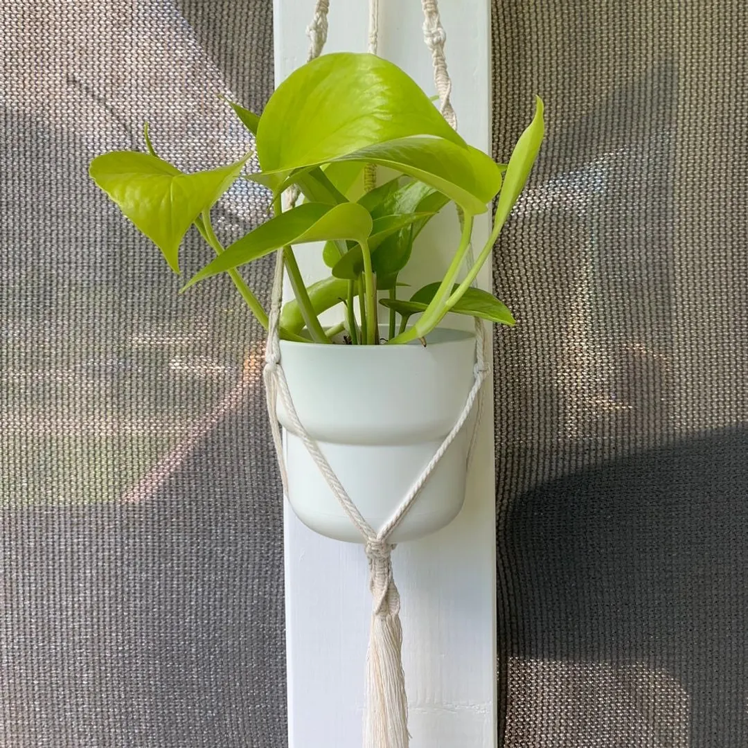 Neon Pothos  Ampel