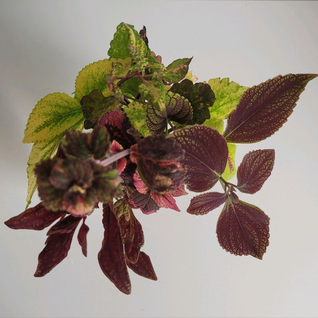 Coleus stiklinger