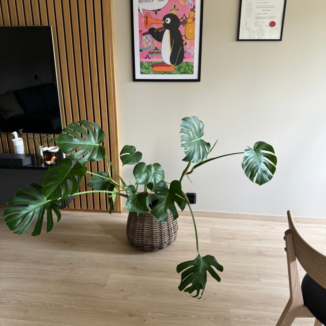 Stor monstera