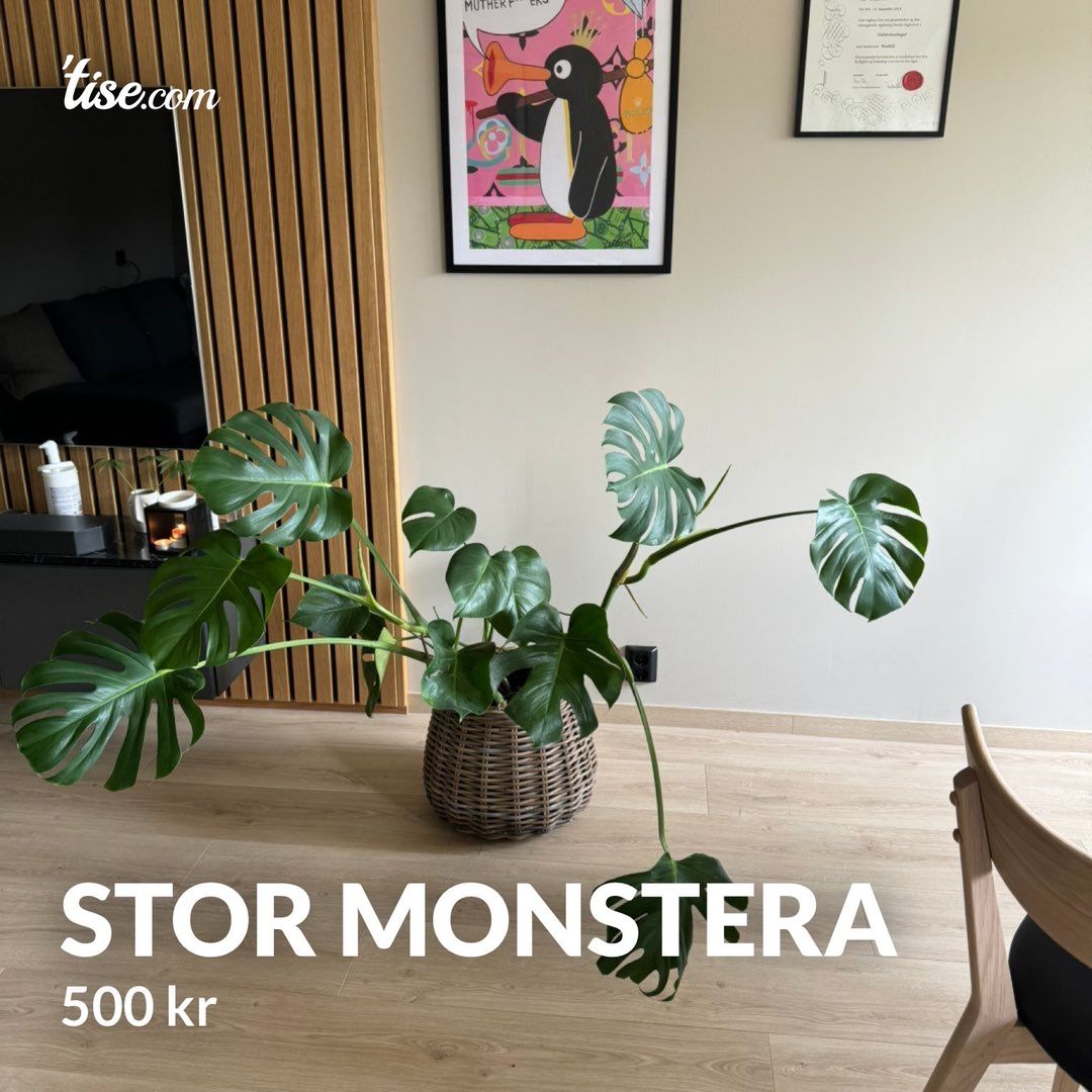 Stor monstera