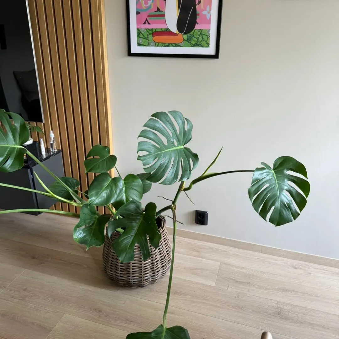 Stor monstera