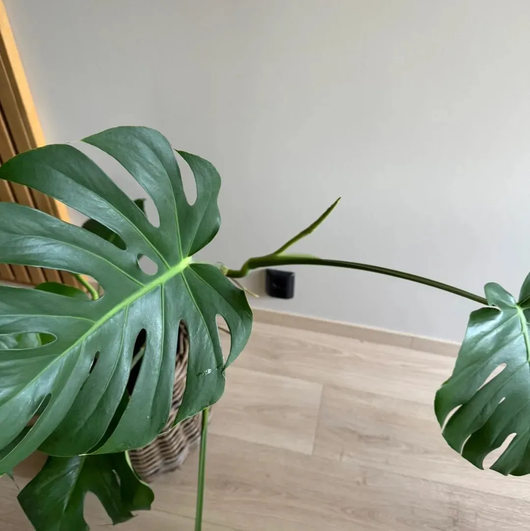 Stor monstera