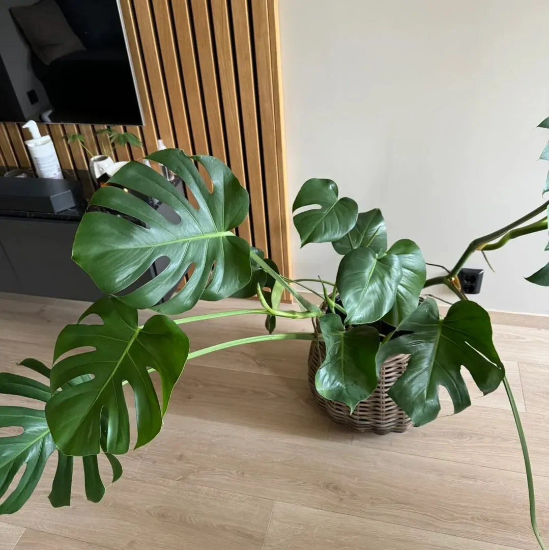 Stor monstera