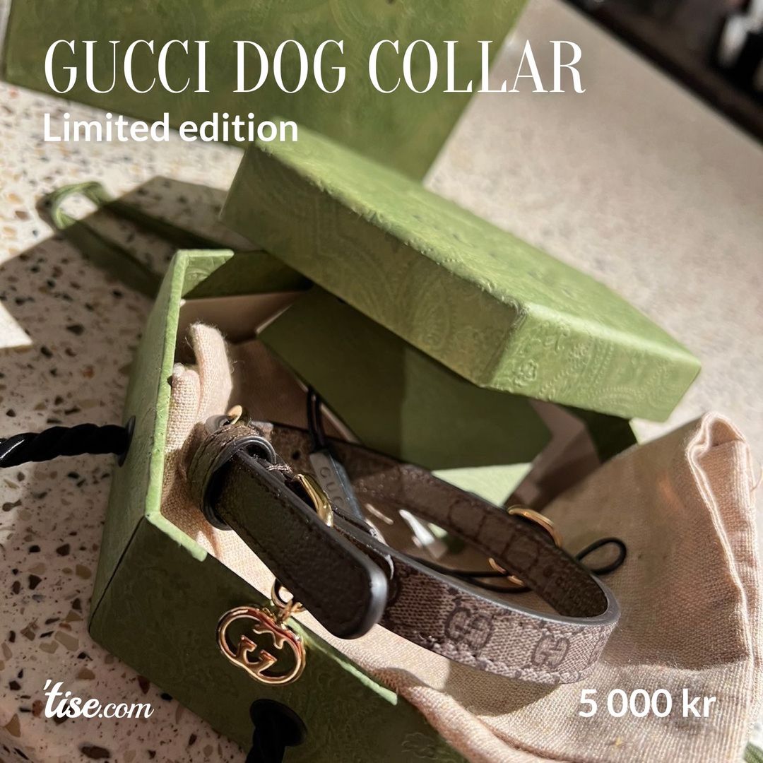 Gucci dog collar