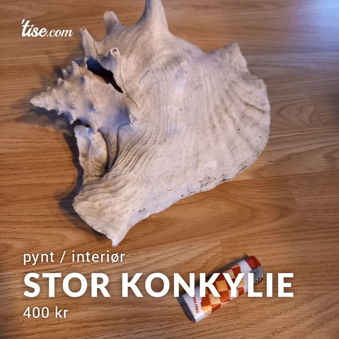 Stor Konkylie