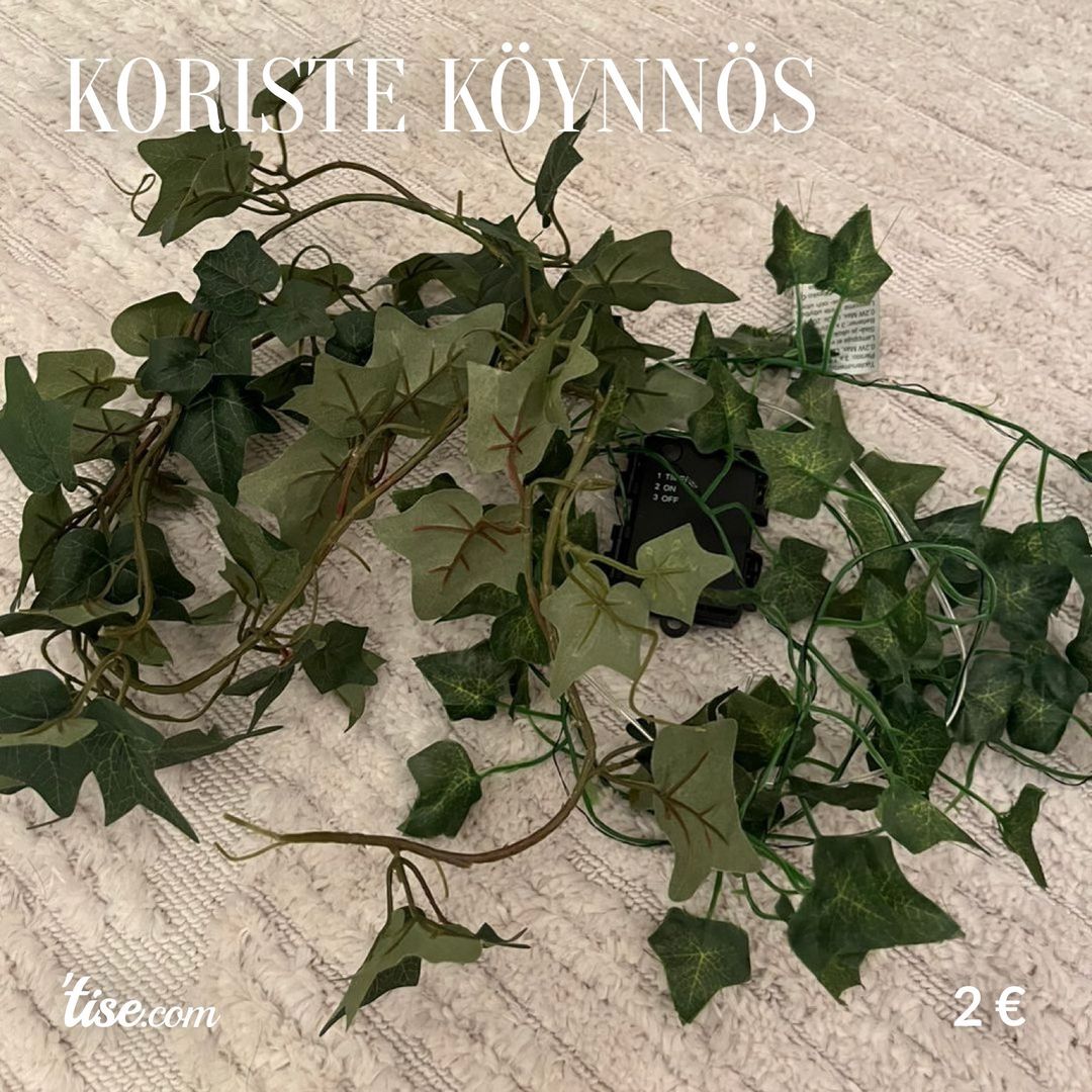 Koriste köynnös