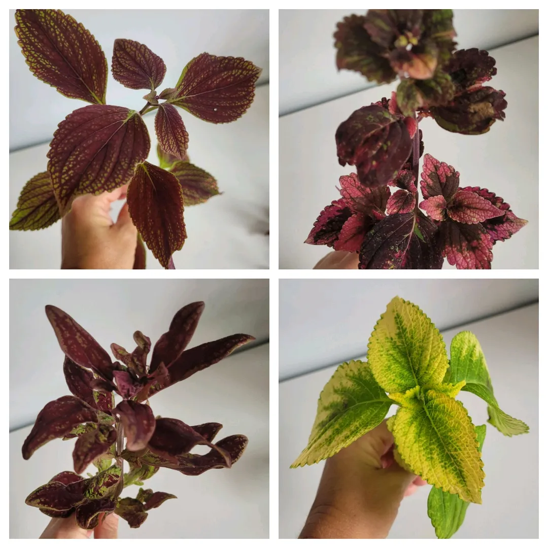 Coleus stiklinger