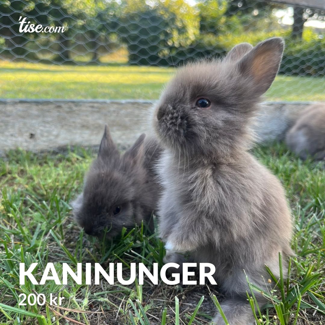 Kaninunger