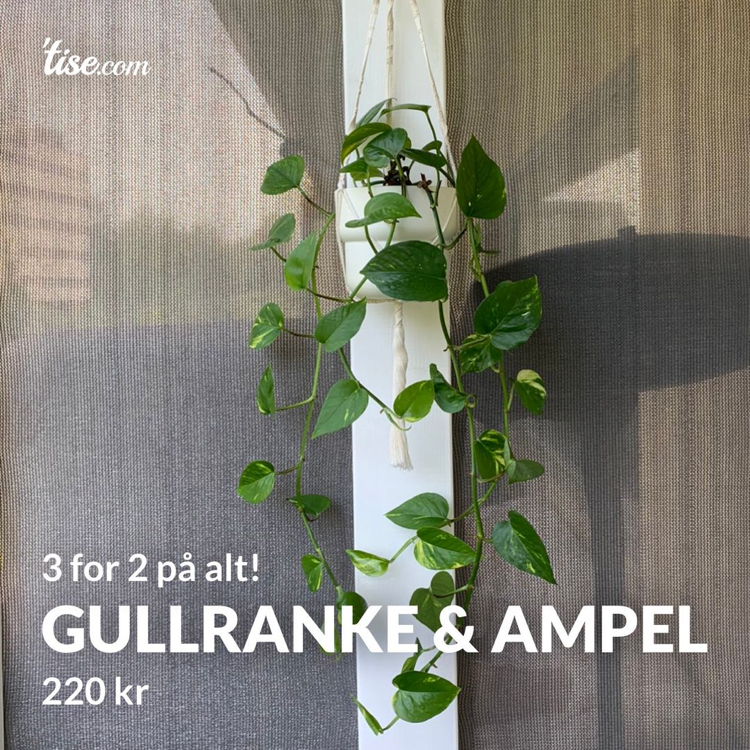 Gullranke  Ampel