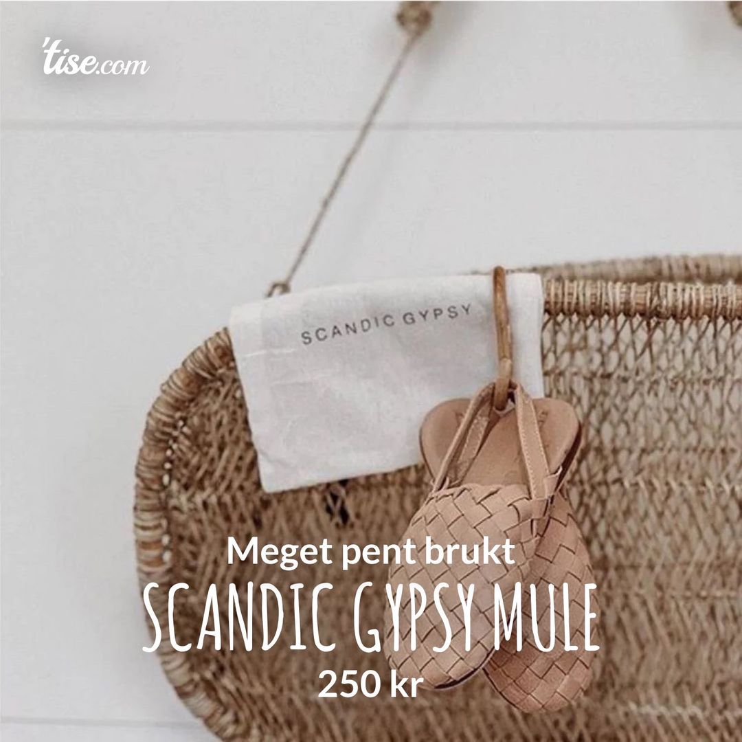 Scandic gypsy mule