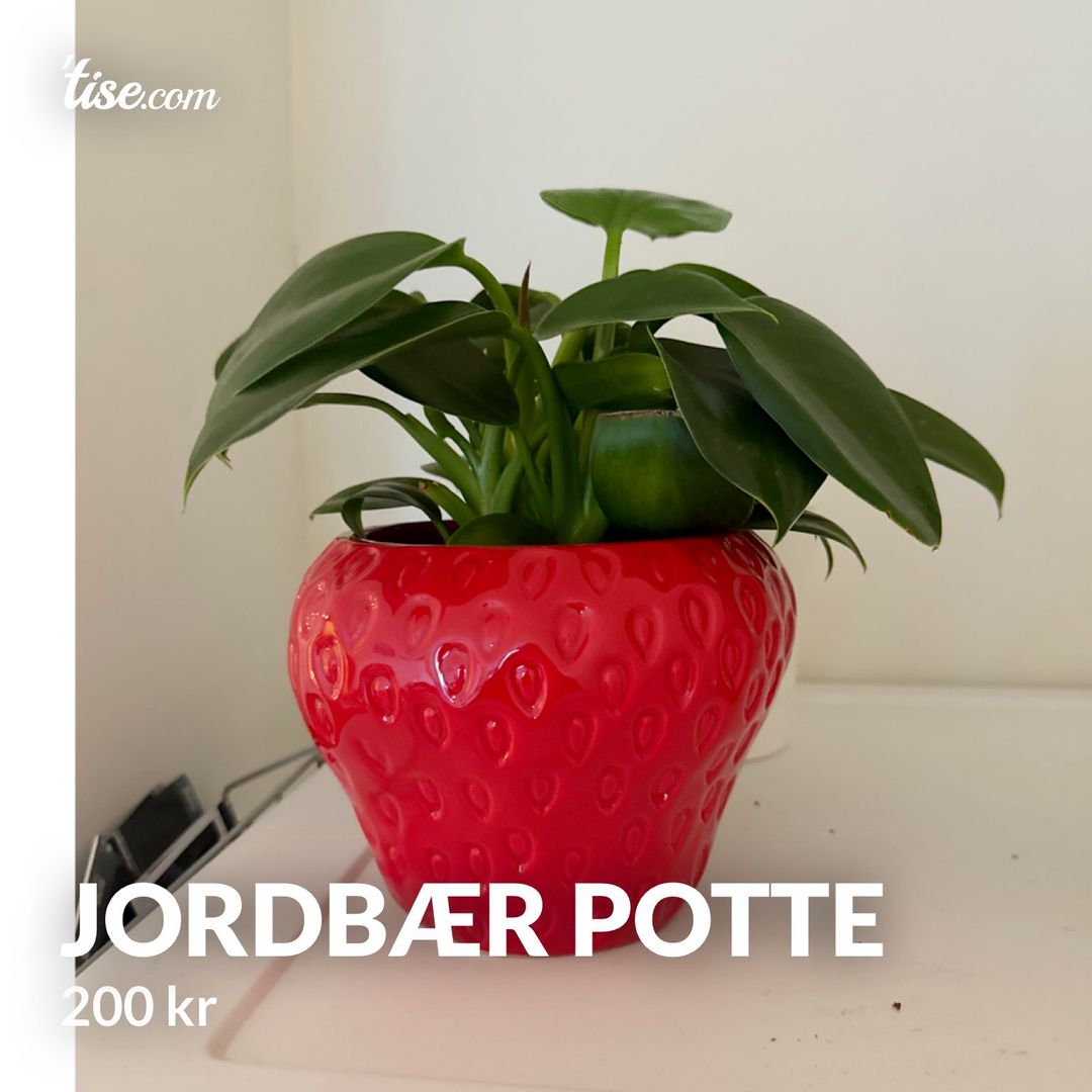 Jordbær potte