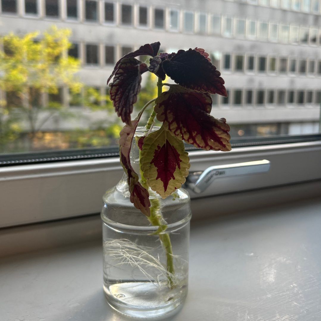 Stikling Coleus