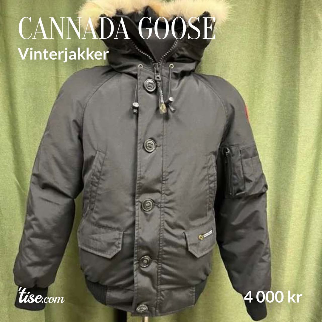 Cannada Goose