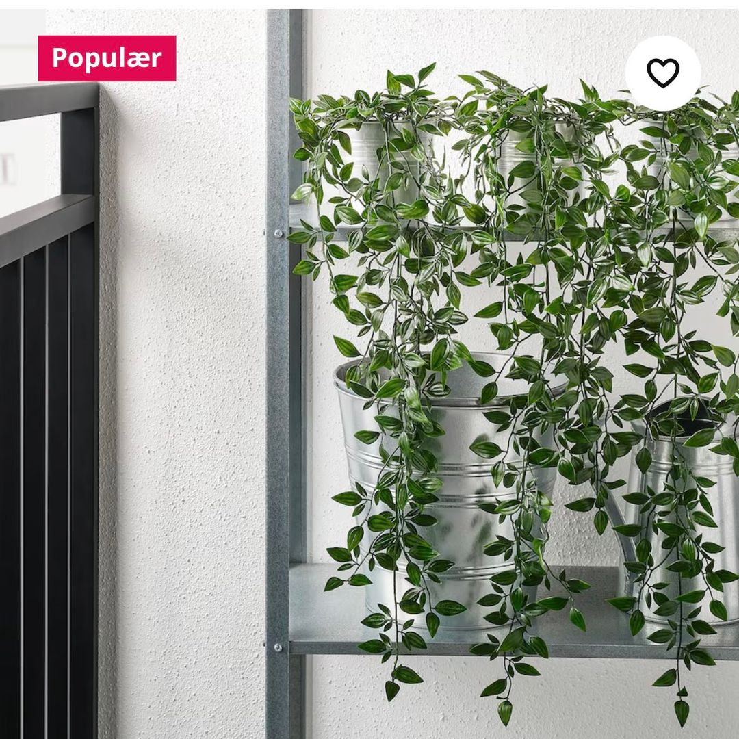 Hænge plante