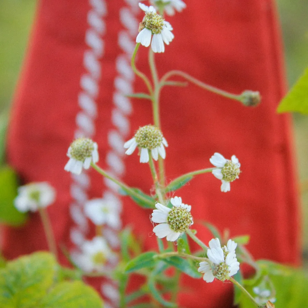 Miraslava