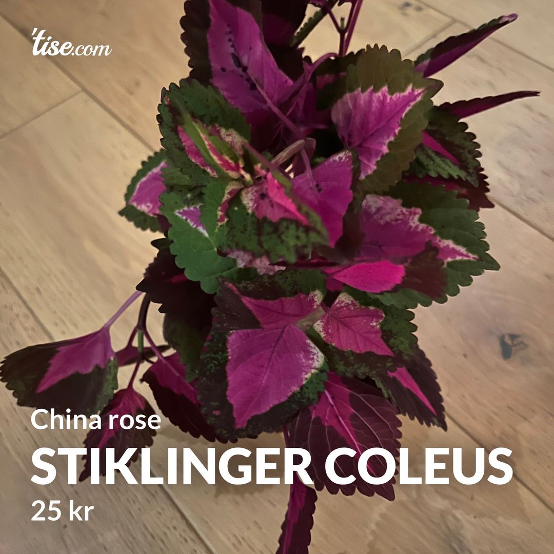 Stiklinger coleus