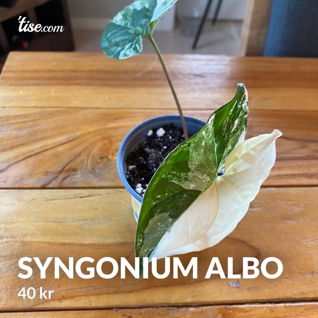 Syngonium albo