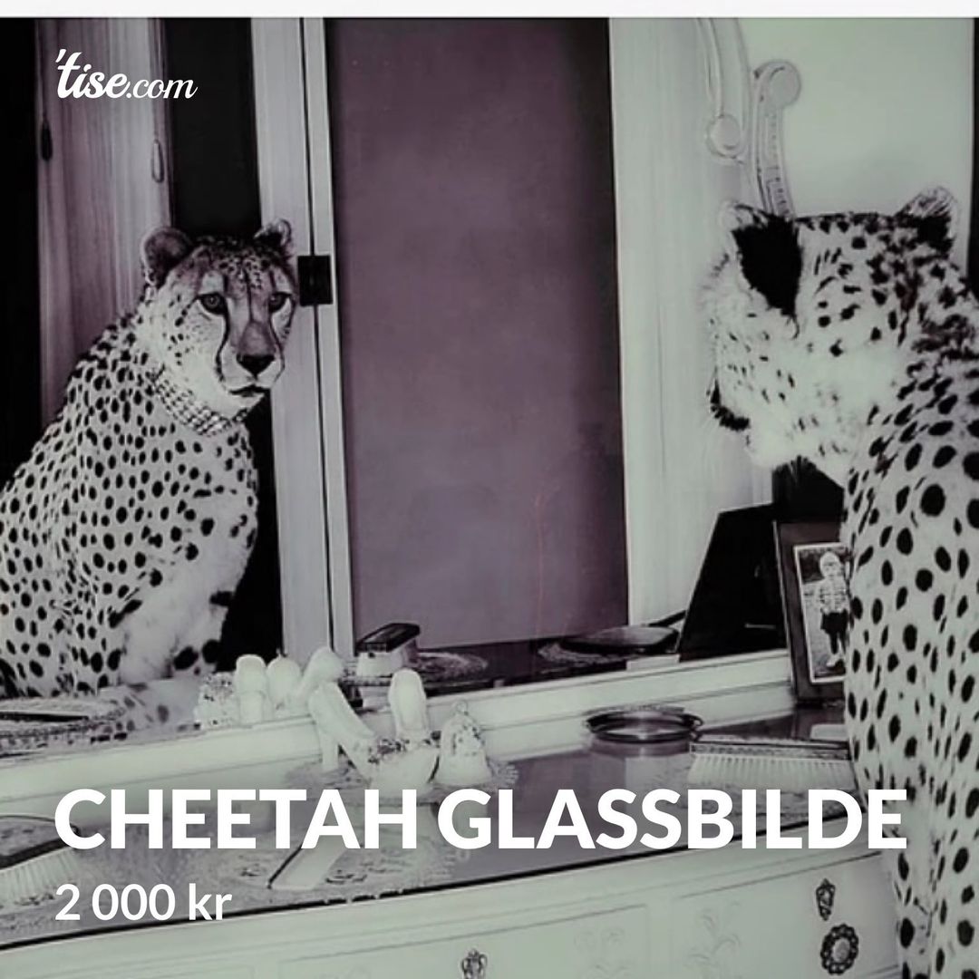 Cheetah glassbilde