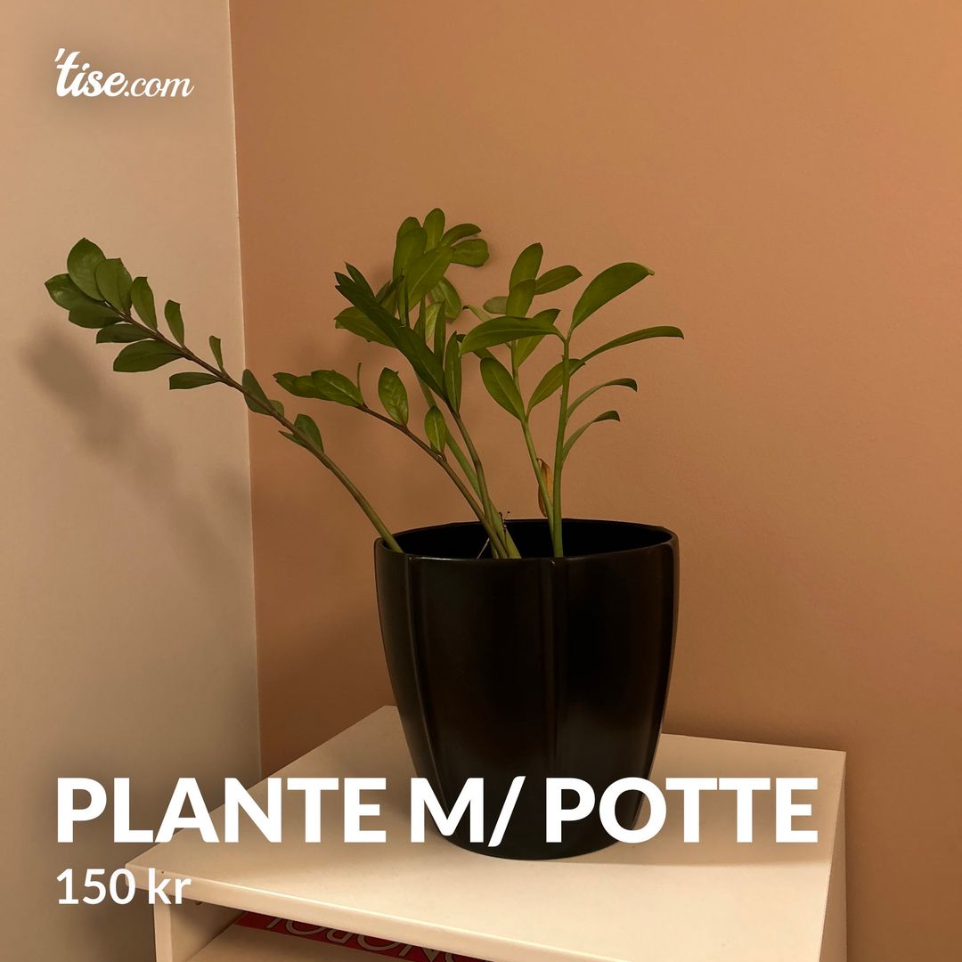 Plante m/ potte