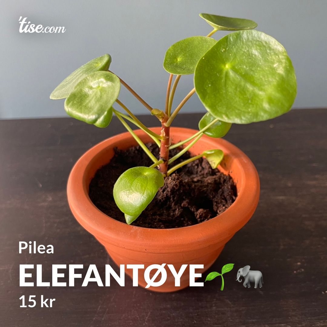 Elefantøye🌱🐘