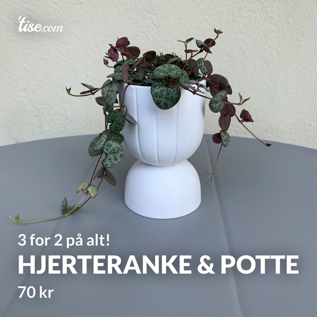 Hjerteranke  Potte