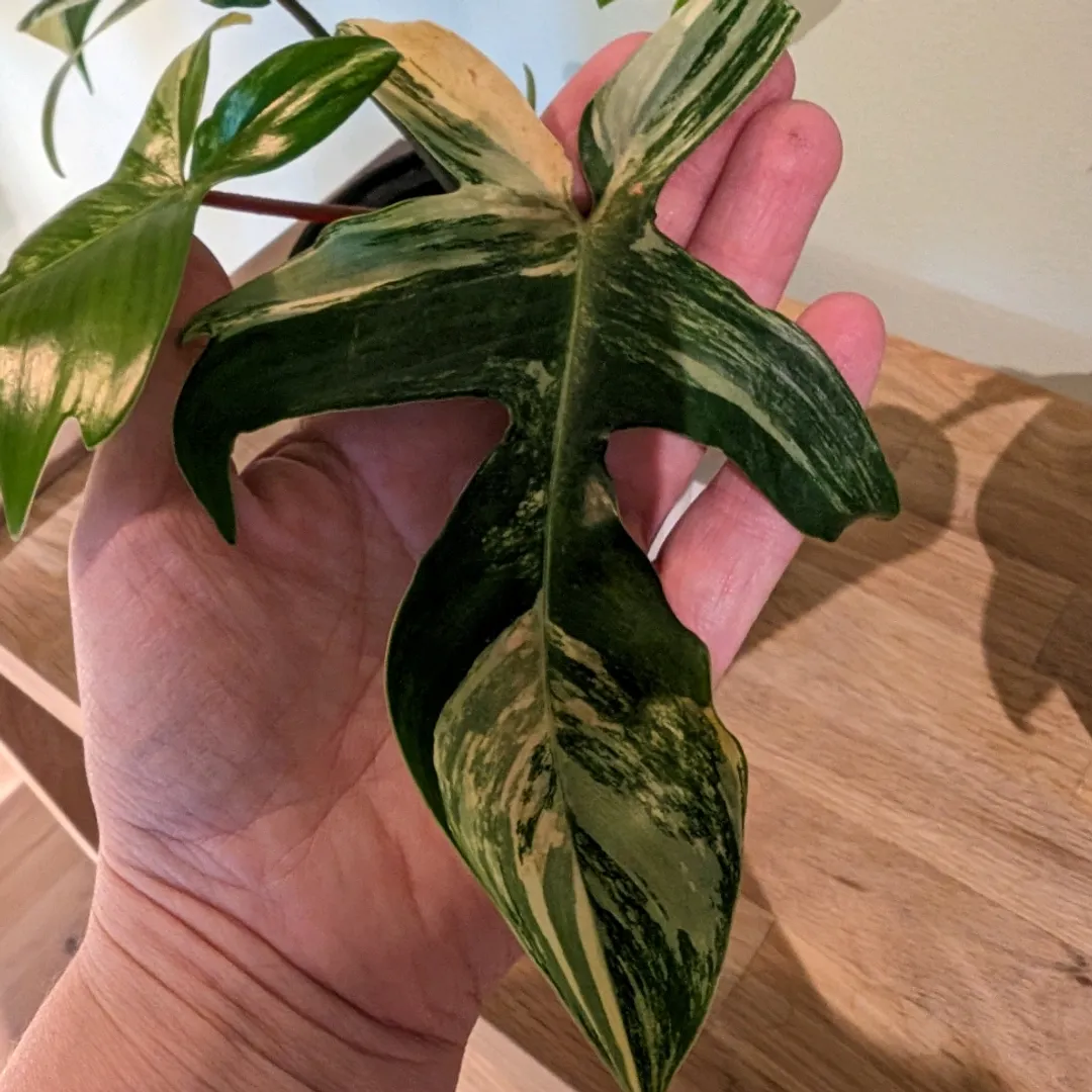 Philodendron