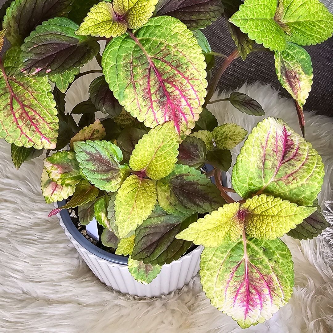 Havanna Coleus 🌸