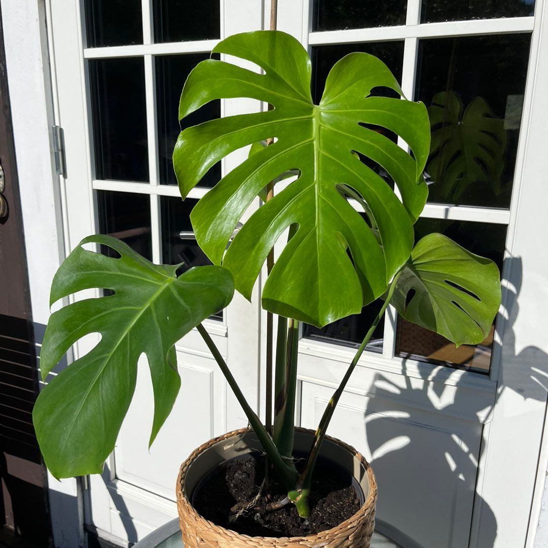 Monstera Deliciosa