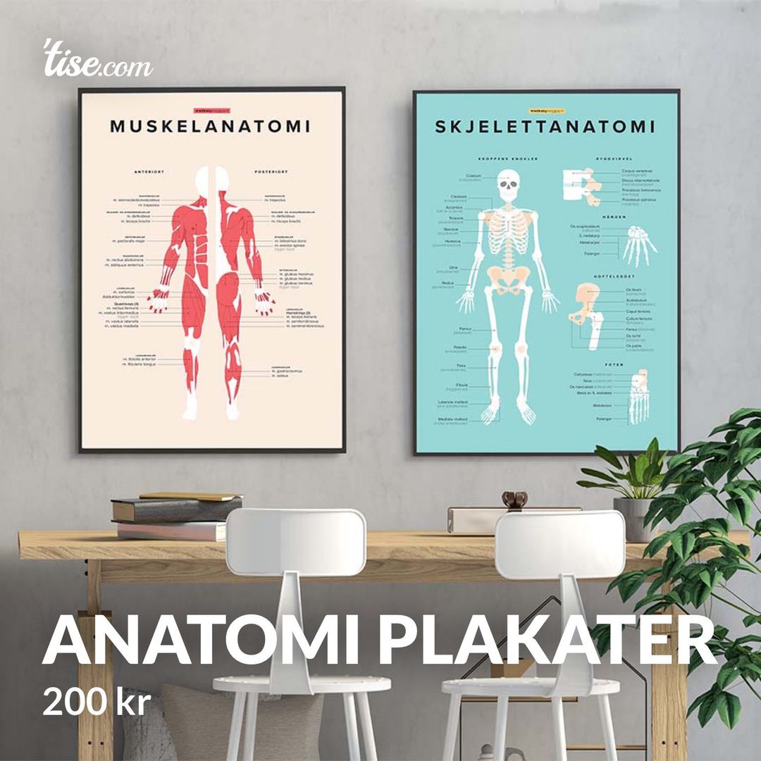 Anatomi plakater