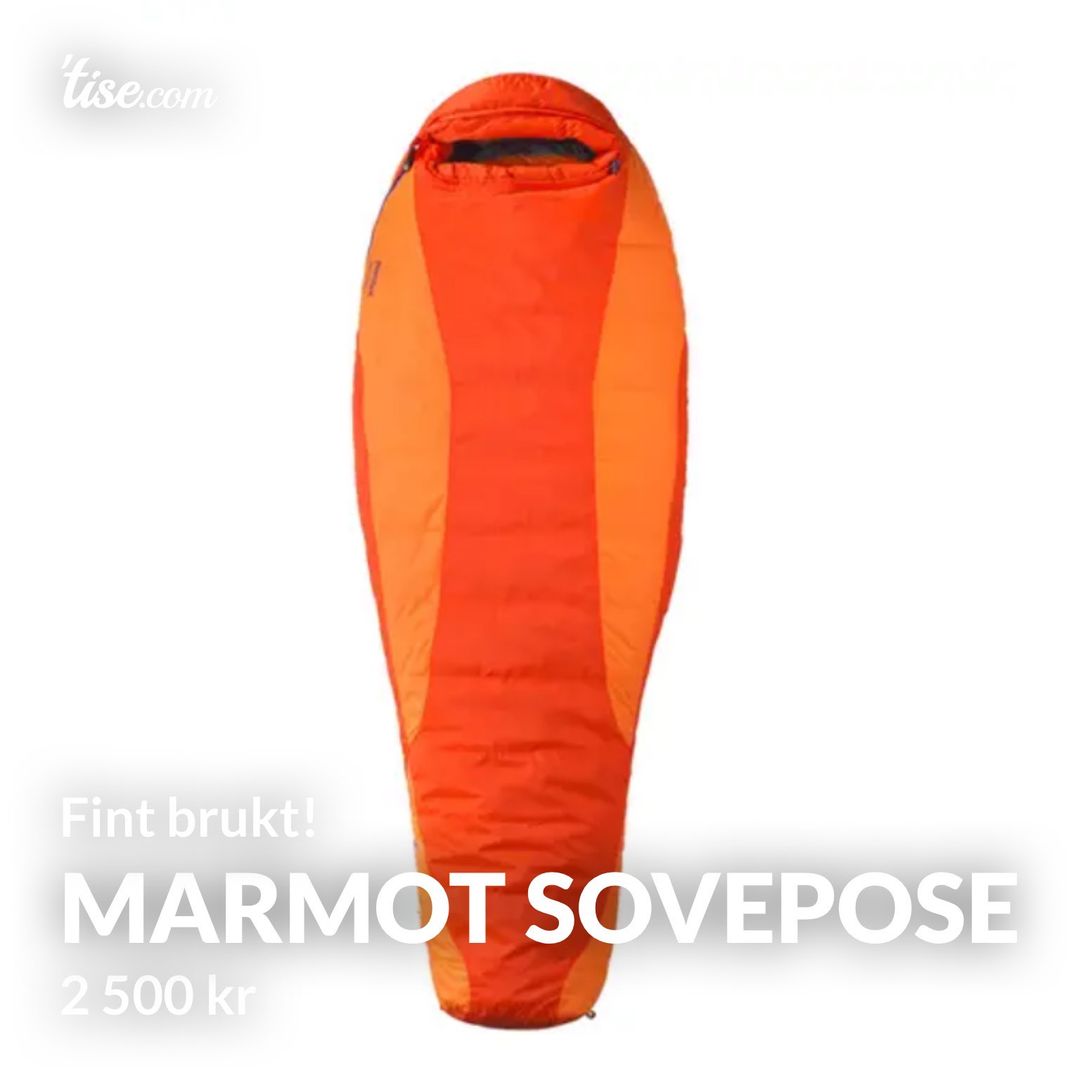 Marmot sovepose