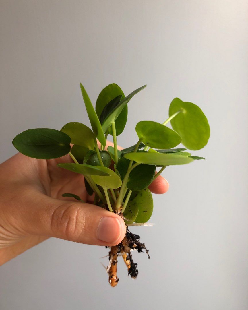 Stikling pilea