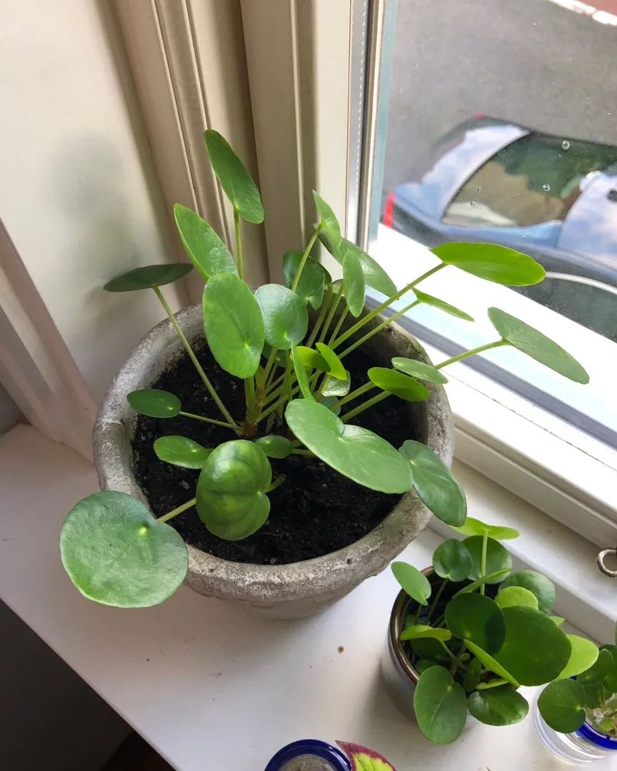 Stikling pilea