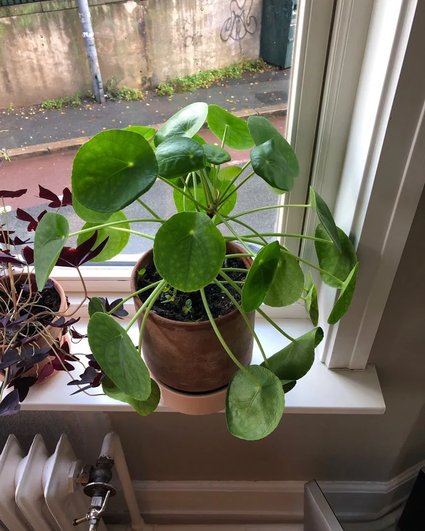 Stikling pilea