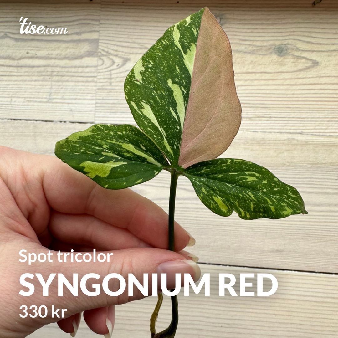 Syngonium red