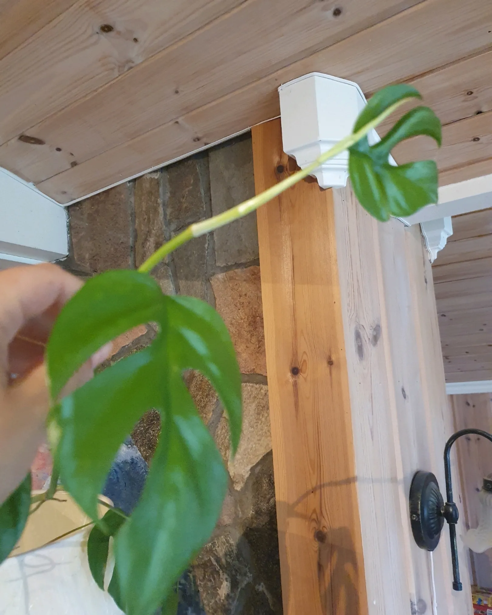 Monstera Minima