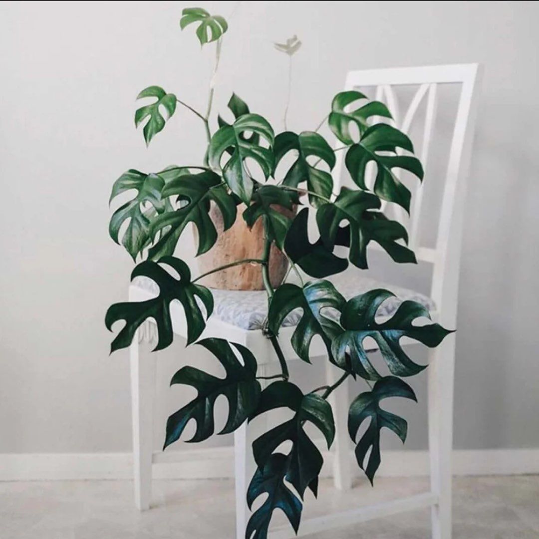 Minima Monstera