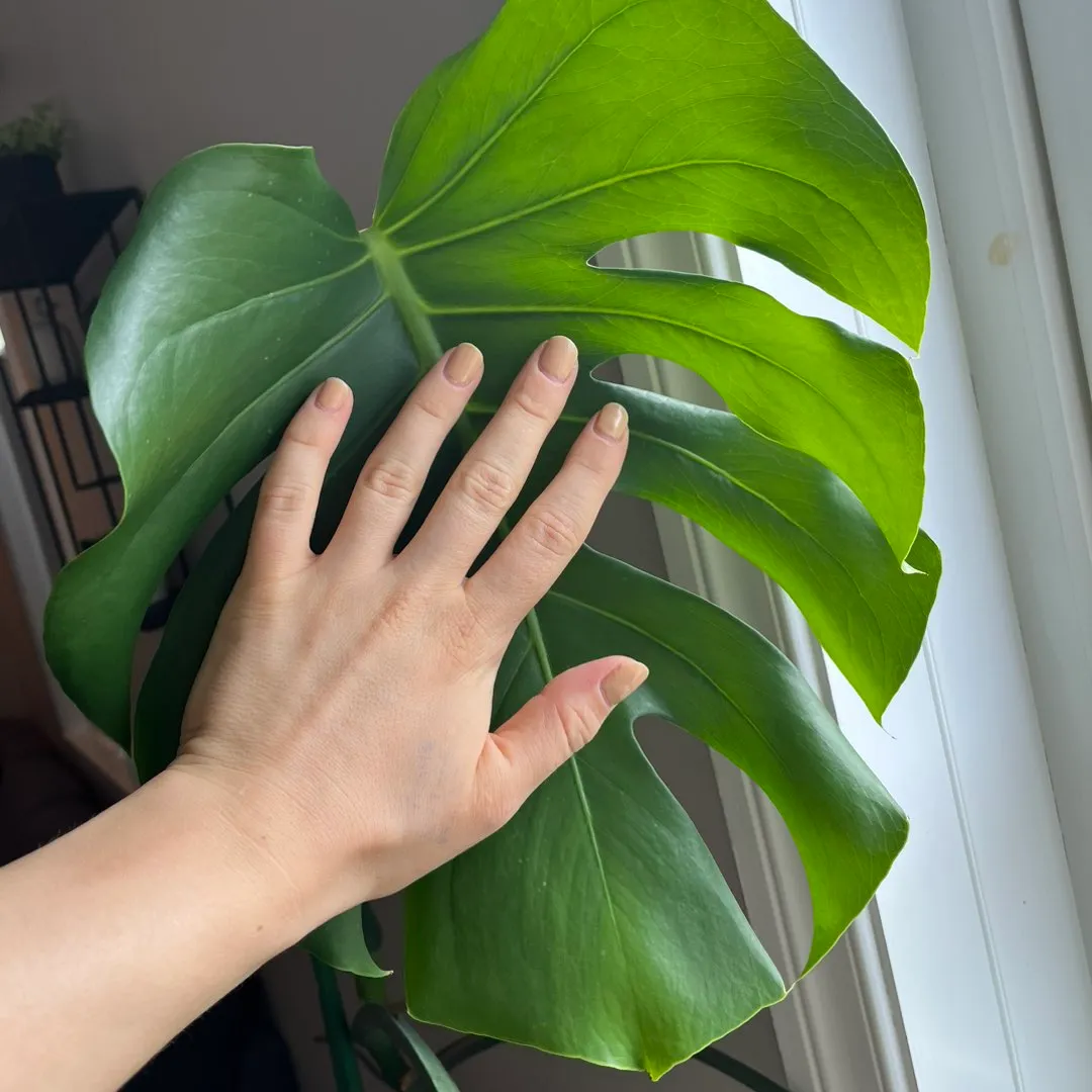 Monstera