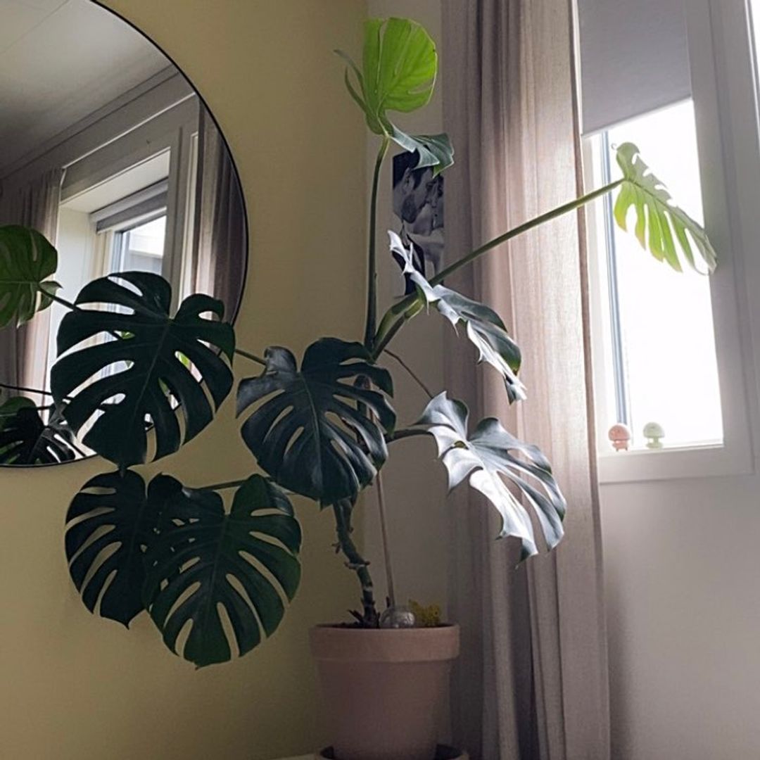 Monstera