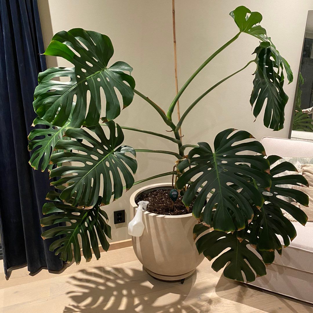 Monstera