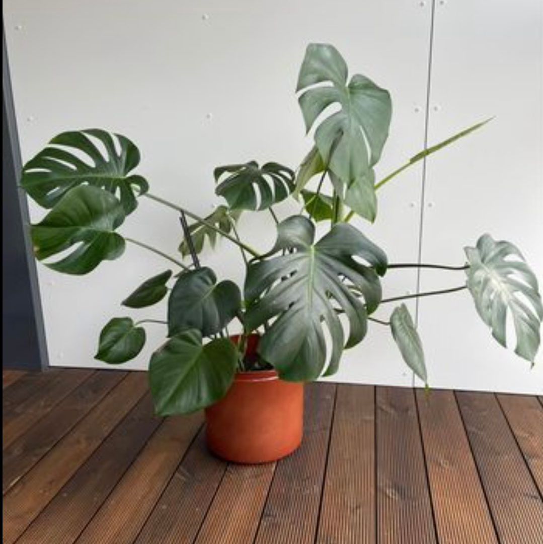 Monstera