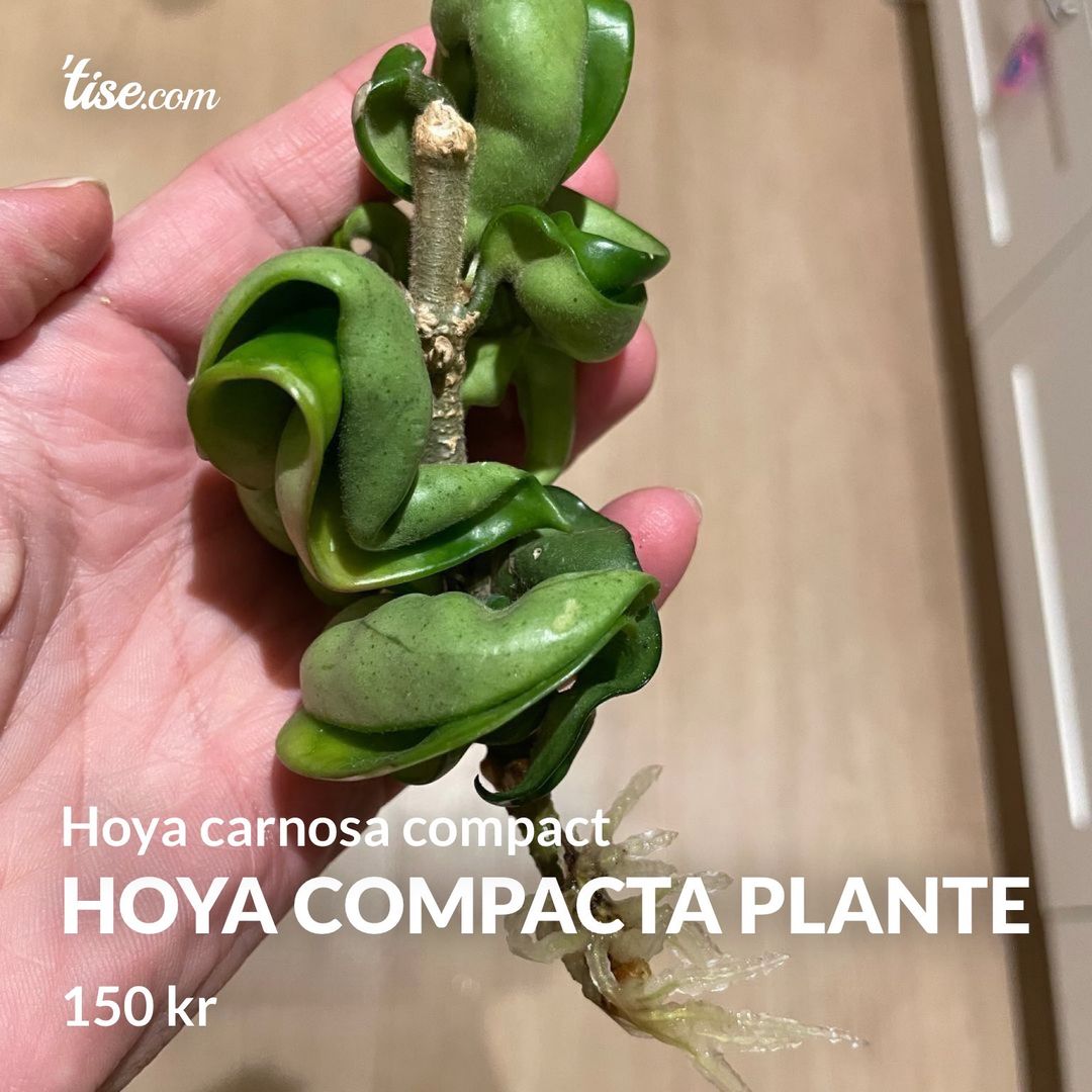 Hoya compacta plante