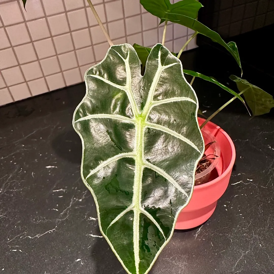 Alocasia Bambino PD