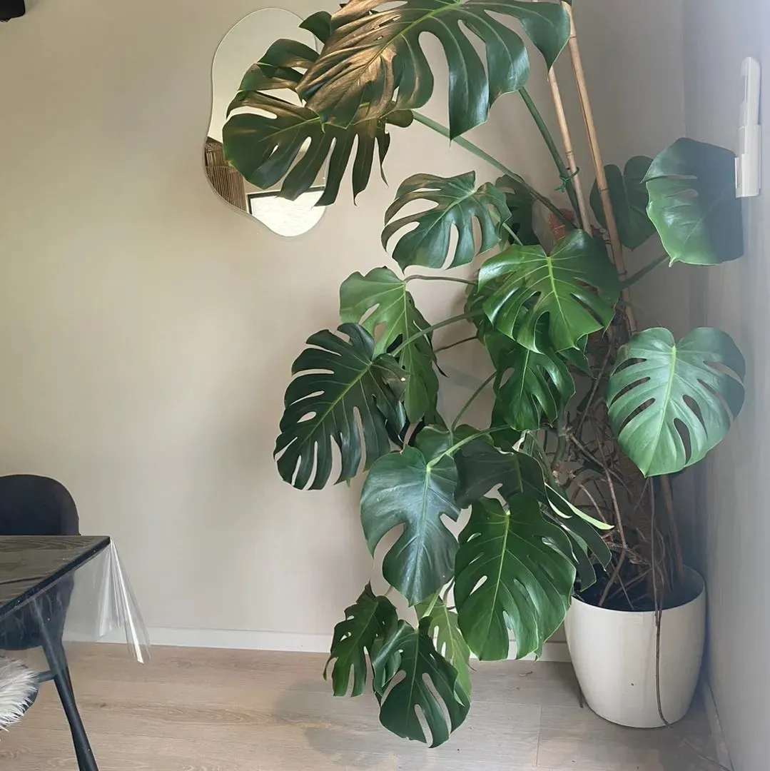 Monstera