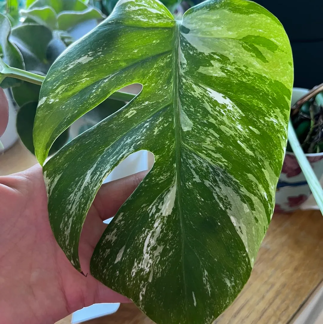 Monstera variegata