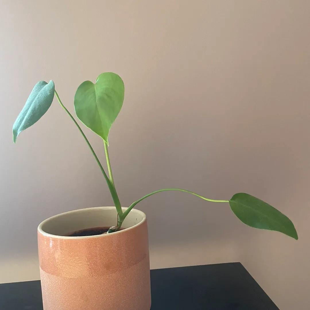 Monstera avleggere