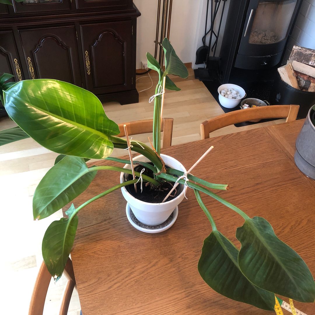 Philodendron